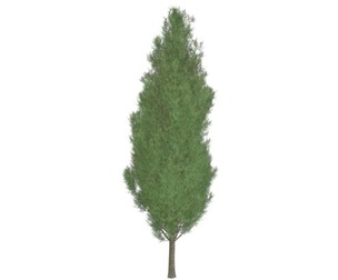 Italian Cypress Tree #04