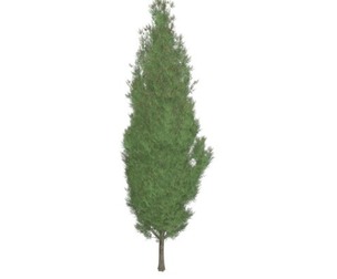 Italian Cypress Tree #05