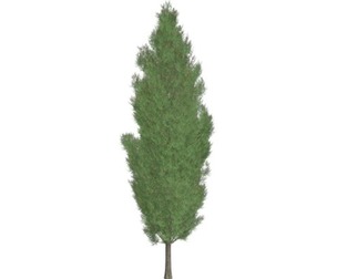 Italian Cypress Tree #06