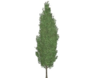 Italian Cypress Tree #07