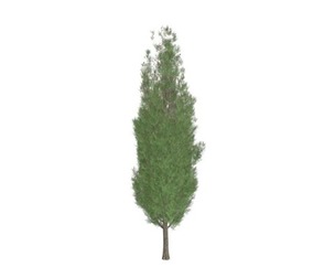 Italian Cypress Tree #08
