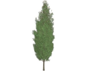 Italian Cypress Tree #09