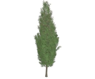 Italian Cypress Tree #10