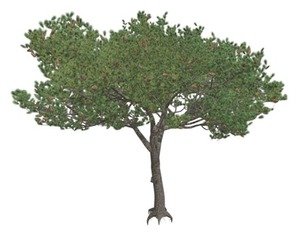 Italian Stone Pine Tree #01