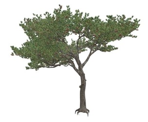 Italian Stone Pine Tree #02