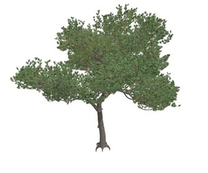 Italian Stone Pine Tree #03
