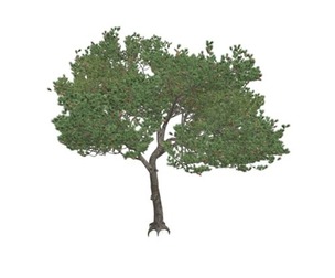 Italian Stone Pine Tree #04