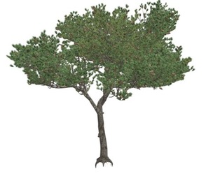 Italian Stone Pine Tree #05
