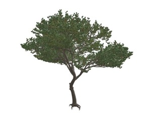 Italian Stone Pine Tree #06