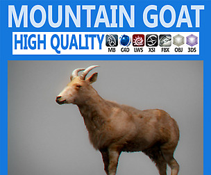 Mountain Goat