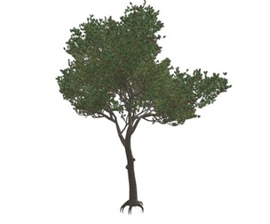 Italian Stone Pine Tree #07
