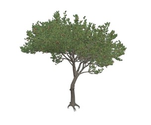 Italian Stone Pine Tree #08