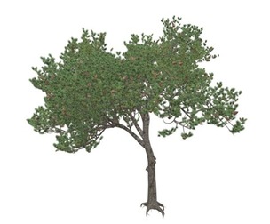 Italian Stone Pine Tree #09