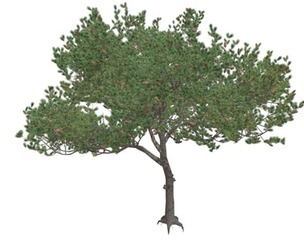 Italian Stone Pine Tree #10