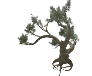 Jeffrey Pine Tree #01