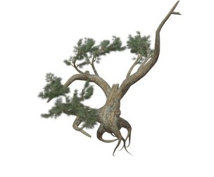 Jeffrey Pine Tree #02