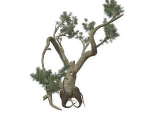 Jeffrey Pine Tree #03