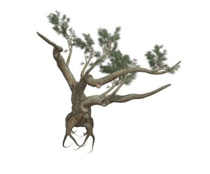 Jeffrey Pine Tree #04