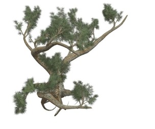 Jeffrey Pine Tree #05