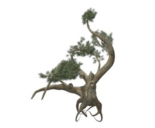 Jeffrey Pine Tree #06