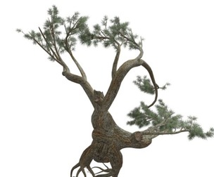 Jeffrey Pine Tree #07