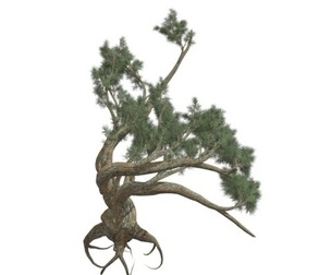 Jeffrey Pine Tree #08
