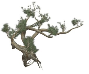 Jeffrey Pine Tree #09