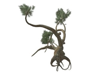 Jeffrey Pine Tree #10