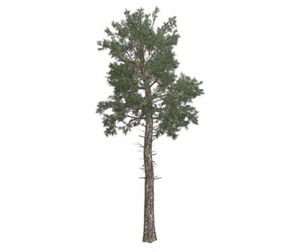 Loblolly Pine Tree #01