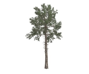 Loblolly Pine Tree #02