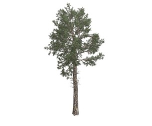 Loblolly Pine Tree #03