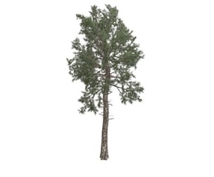 Loblolly Pine Tree #04