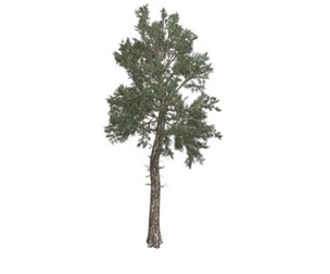 Loblolly Pine Tree #05