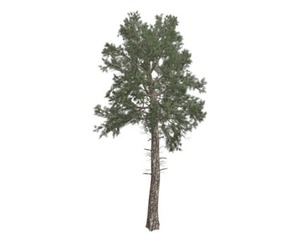 Loblolly Pine Tree #06