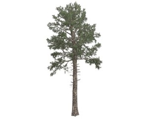Loblolly Pine Tree #07