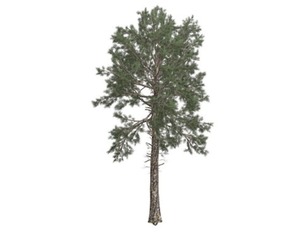 Loblolly Pine Tree #08