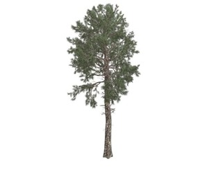 Loblolly Pine Tree #09