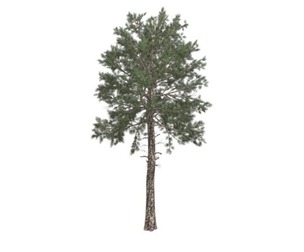 Loblolly Pine Tree #10