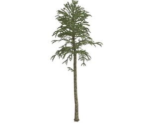 Monkey Puzzle Tree #01