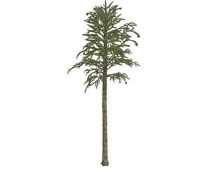 Monkey Puzzle Tree #02