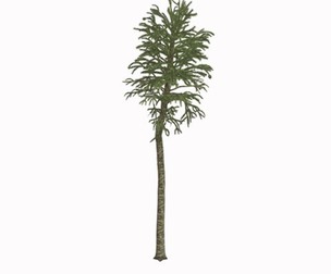 Monkey Puzzle Tree #03
