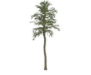 Monkey Puzzle Tree #04