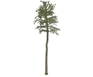 Monkey Puzzle Tree #05