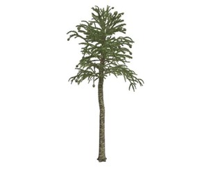 Monkey Puzzle Tree #06