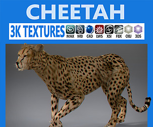 Cheetah