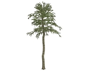 Monkey Puzzle Tree #07