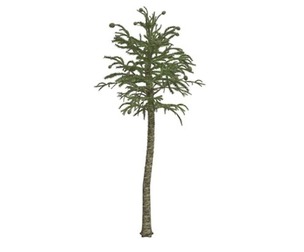 Monkey Puzzle Tree #08