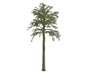 Monkey Puzzle Tree #09