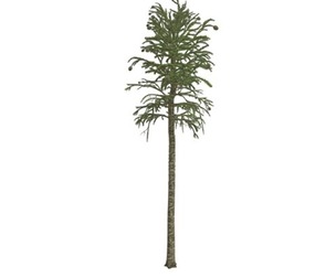 Monkey Puzzle Tree #10