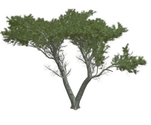 Monterey Cypress Tree #01